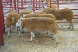 Longtown Mart - Kelso Ram Sale - Sunday 13th September 2020 (1)